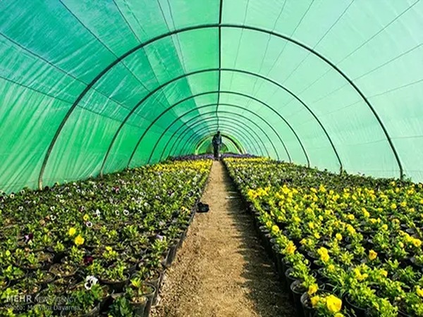 تصویر 1 از خرید و قیمت بادمجان قلمی گلخانه ای + فروش عمده